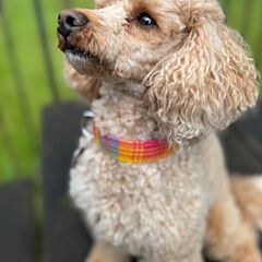STV Children's appeal - Dog Collar