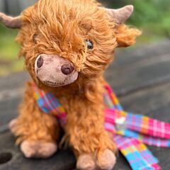 STV Children's appeal - Highland Cows